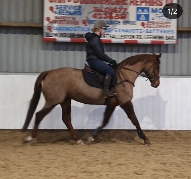 Northallerton Equestrian Centre, Yafforth, Northallerton, North